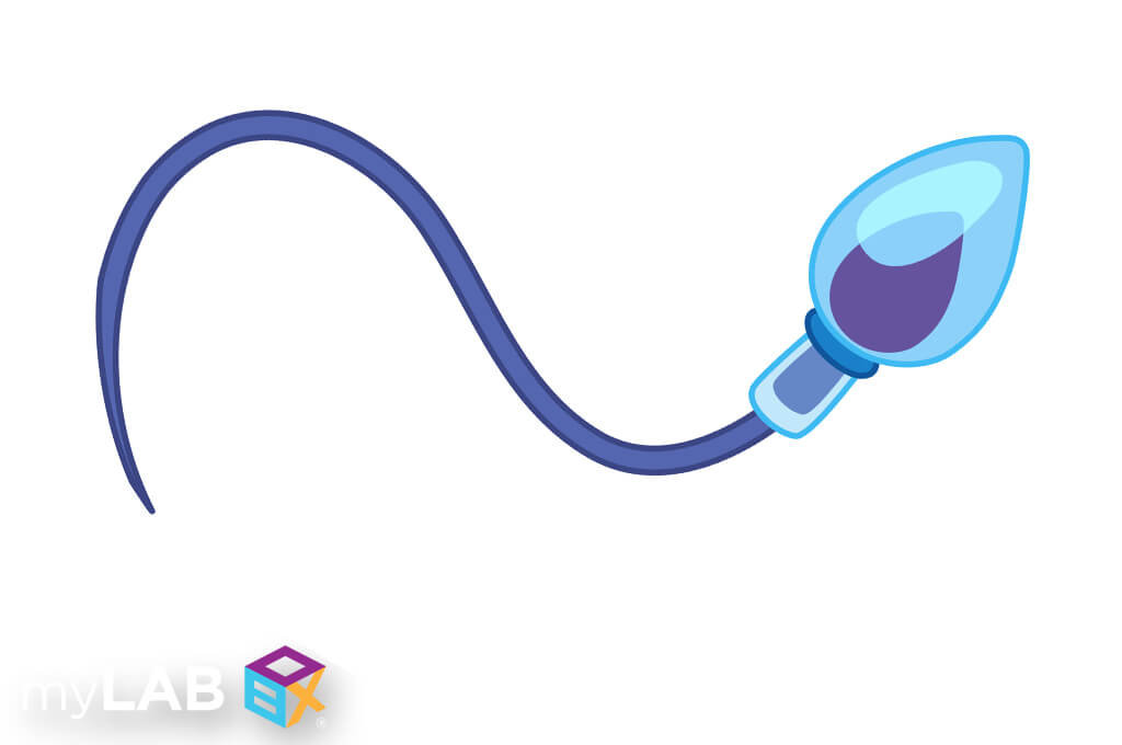 Can Hepatitis C be Transmitted Through Sperm? Facts myLAB Box™