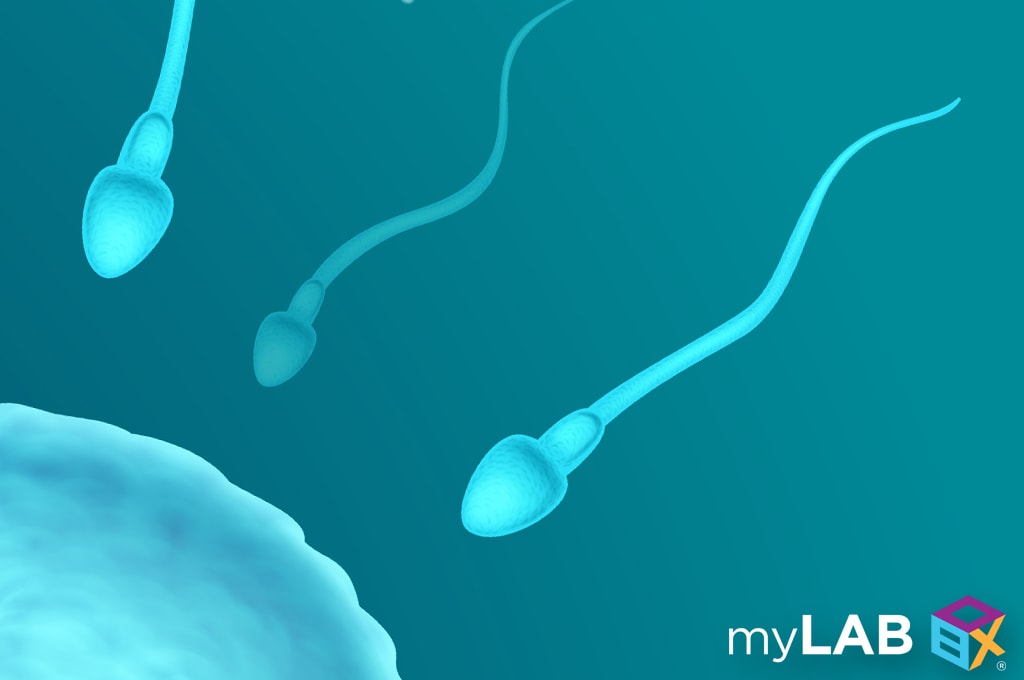 ways to increase sperm count