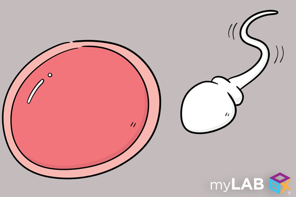 Measuring sperm count with male fertility test